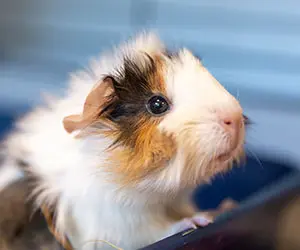 A tri-colored guinea pig