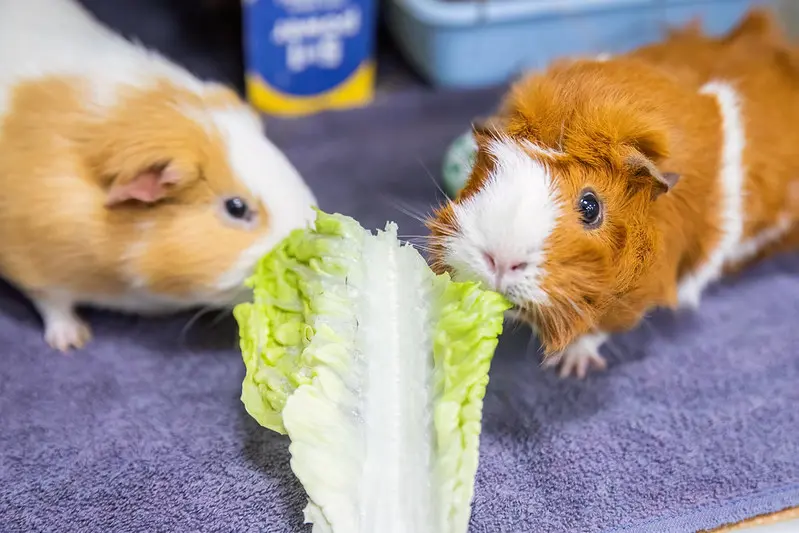 Two guinea pigs eating a piece of lettuce