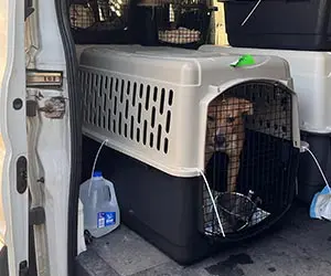 a dog inside a dog crate in an opened transport van