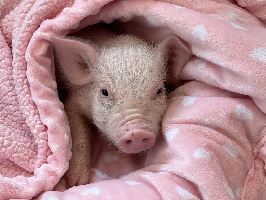 a small piglet wrapped in a pink blanket