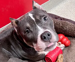 An underweight gray and white dog sitting