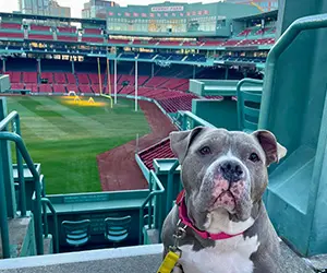 A tri-colored dog sitting in front of a baseball field