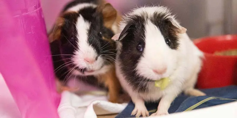 two guinea pigs next to each other inside an enclosure.