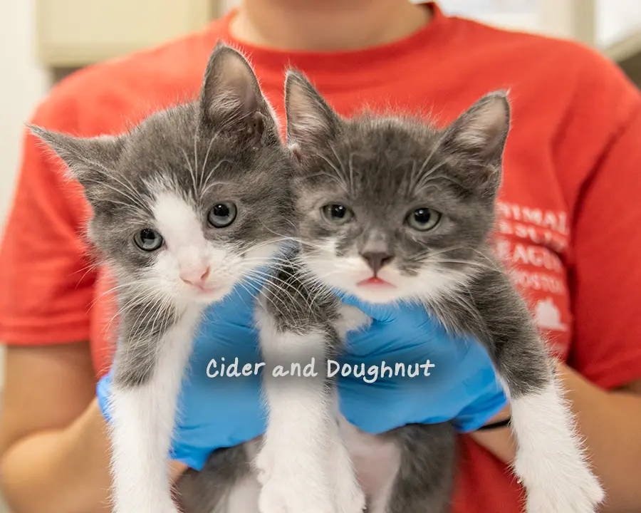 two gray and white kittens being held by a person wearing surgical gloves