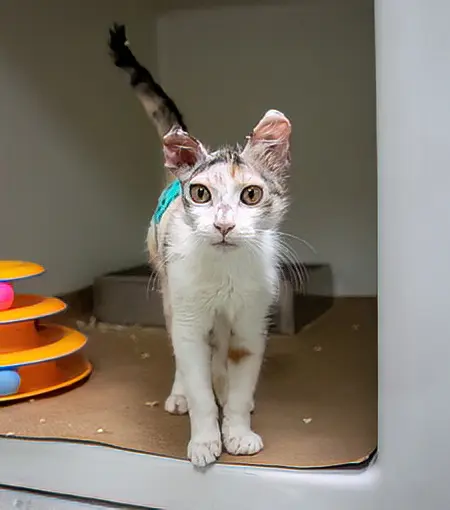 a kitten standing inside of a cat kennel