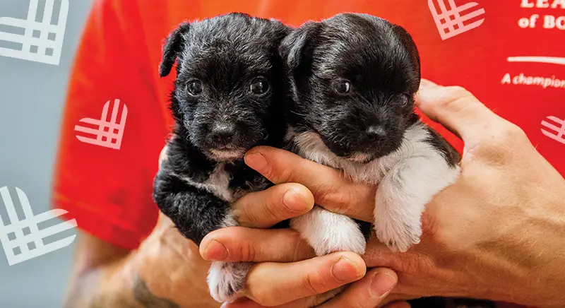 Two puppies being held by someone wearing red