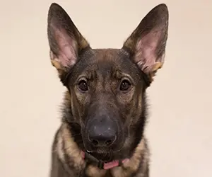 A close-up of a German Shepherd puppy