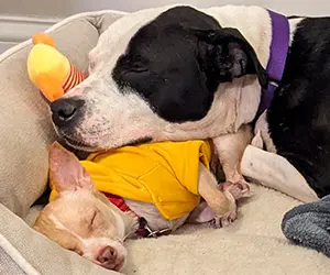 A large black and white dog and a small a dog, wearing a sweater, lying next to each other