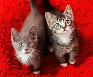 Two kittens on a red blanket looking up.