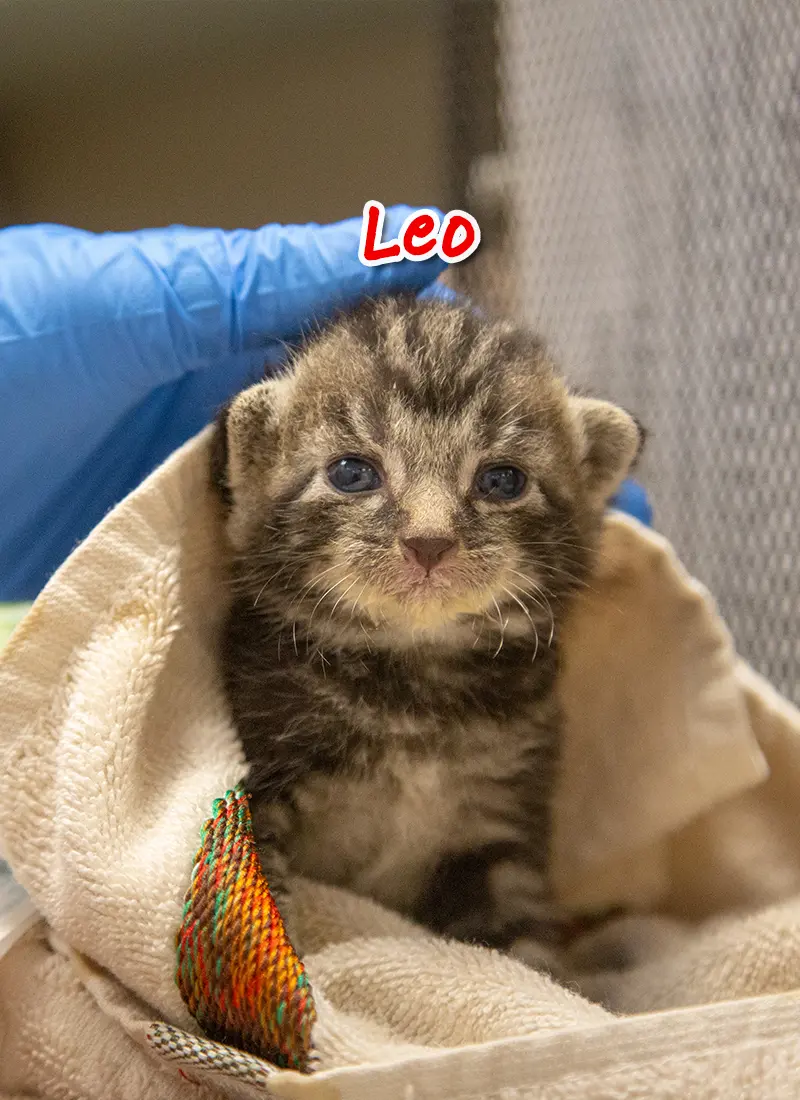 A small tabby kitten sitting in a towel with a hand petting him over his head.