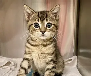 A tabby kitten sitting