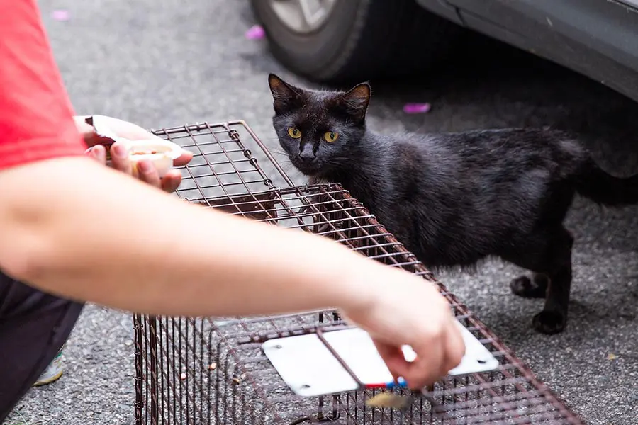 ARL Field Services agent setting up humane cat trap. A black cat is in the background.