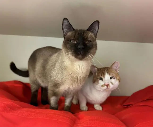 Two cats on a red blanket: one with a dark face and ears, and the other with orange and white fur, both looking at the camera.