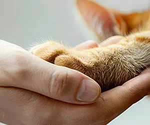 Close up of a person's hand holding a tabby orange cat's paw