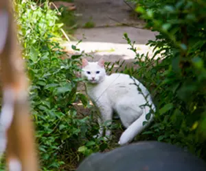 A white cat sitting outside surrounded by plants.