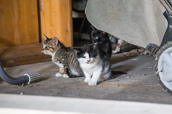 Two small kittens sitting inside a garage