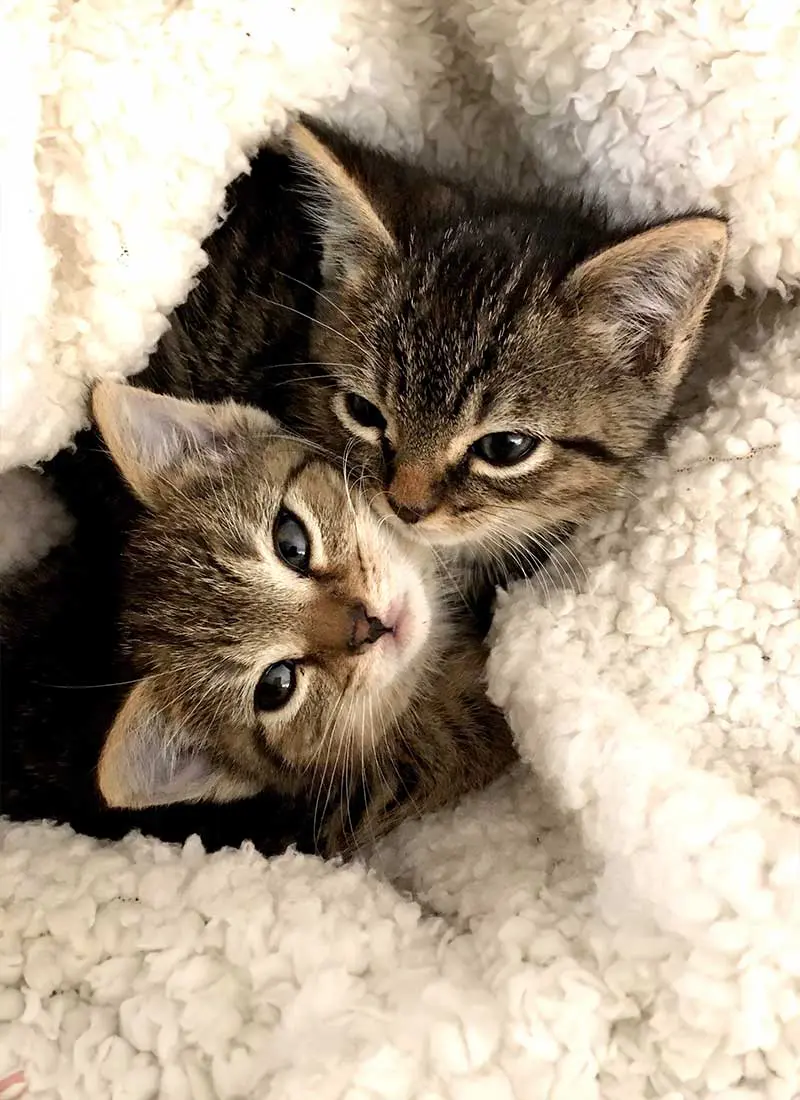 Two tabby kittens close together in a blanket