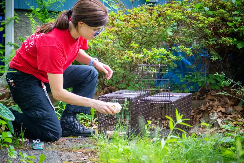 ARL community cats agent setting up humane cat traps outside