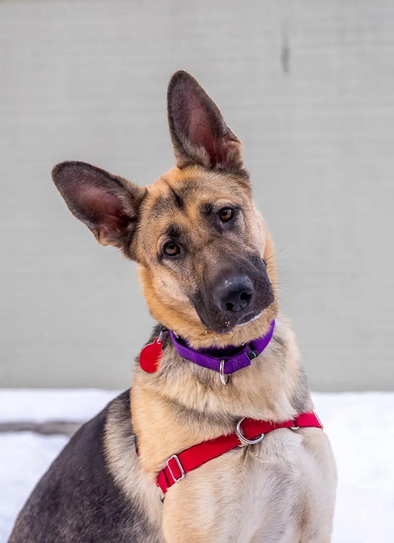 A German Shepherd dog sitting outside