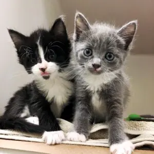 Two kittens sitting next to each other