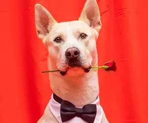 A large dog holding a rose in his mouth, wearing a bow tie.