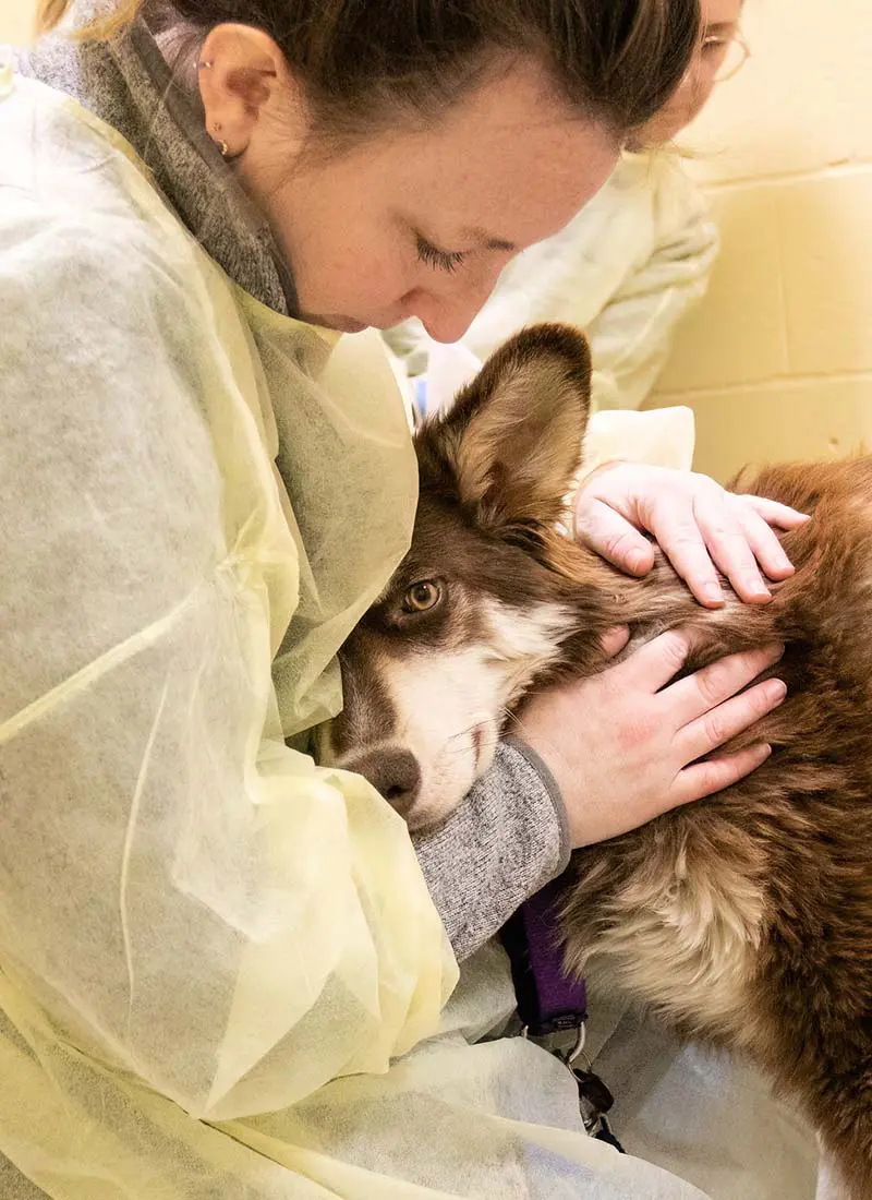 A person looking down, cuddling a brown and white Husky dog