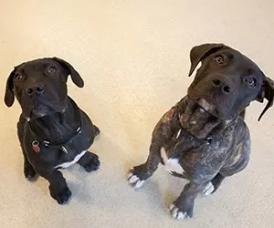 Two brindle puppies sitting inside