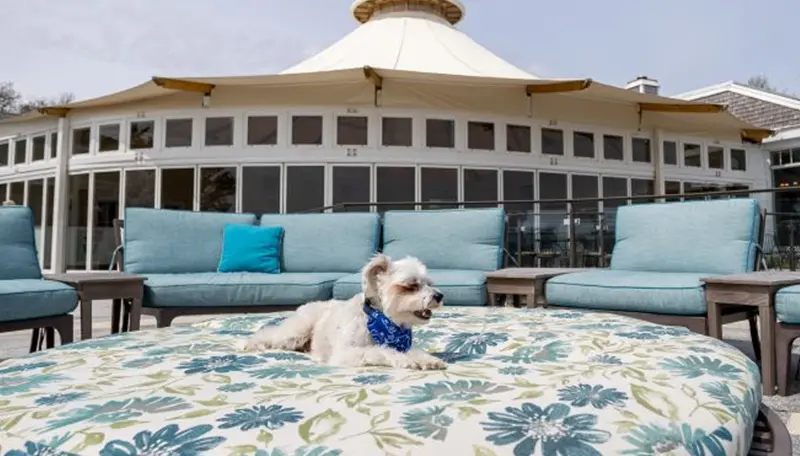 A dog lying on an outdoor patio set at the Wequassett Inn