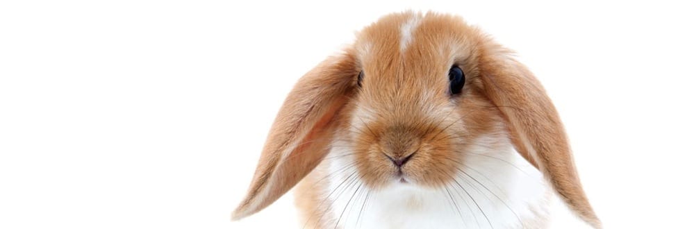 mini lop bunnies for adoption
