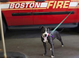 dog outside Boston Fire vehicle