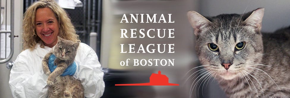 Do Boston Terriers Get Along With Cats? 50 Owners Surveyed - Boston Terrier  Society