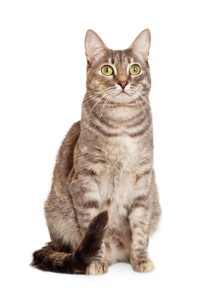Sitting gray tabby cat - Animal Rescue League of Boston