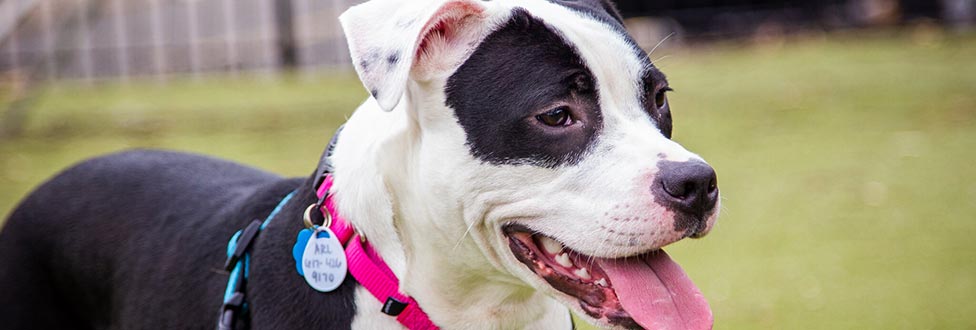 5 Facts About Pit Bull-type dogs