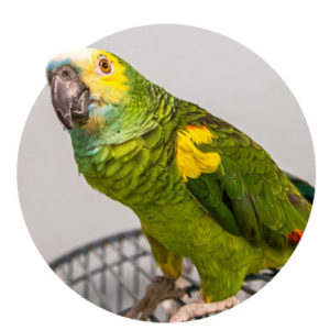 a small green and yellow parrot