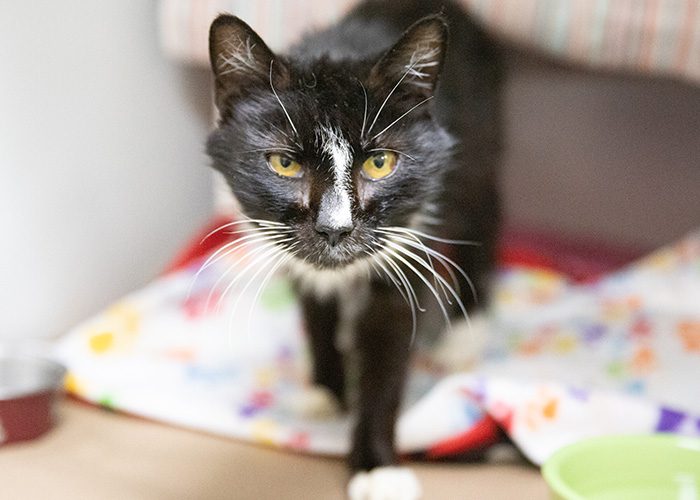 After overcrowding situations, cats finding new homes through the Animal  Rescue League of Boston