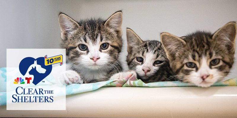 three tabby kittens next to each other. Clear the Shelters logo.