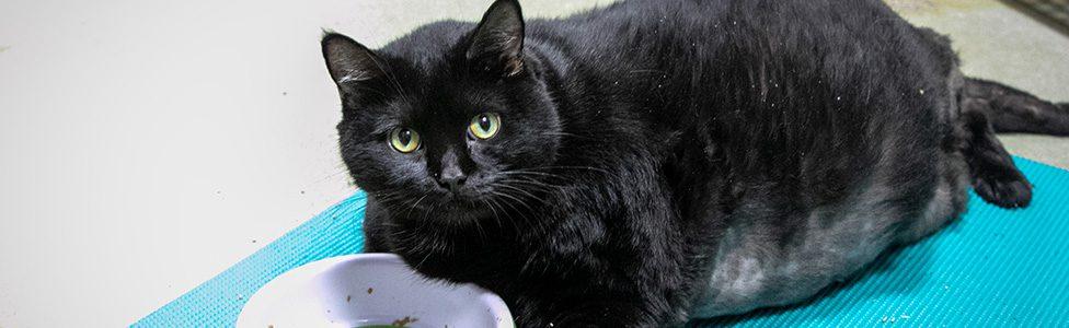 ARL Takes in More Than 75 Cats from Overcrowding Situations - Animal Rescue  League of Boston