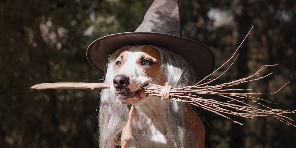 Dog wearing a witch hat, holding a broomstick in his mouth.