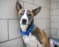 Bubbles Dog Rescue is on a mission to find homes for rescue dogs - Santa  Monica Daily Press