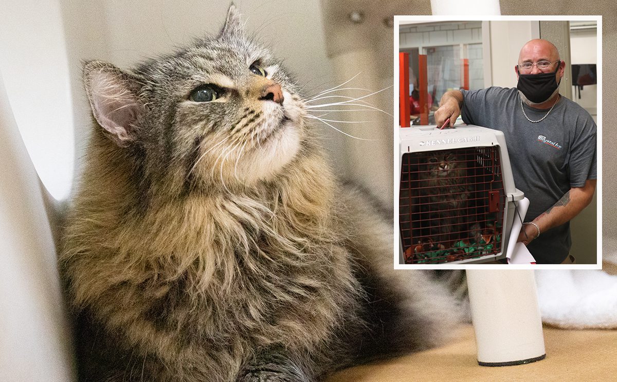 Fuzzy Butt, a longhaired cat laying in a kennel. A small photo is shown on the right of the cat and the owner