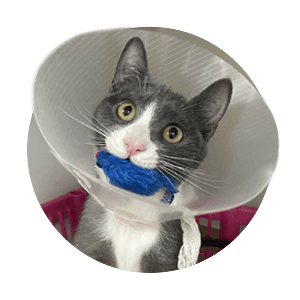 Gray and white cat wearing a veterinary cone holding a toy in her mouth