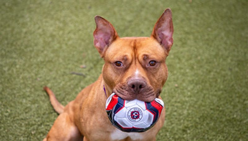 A tan dog sitting outside holding a New England Revolution soccer ball in it's mouth.