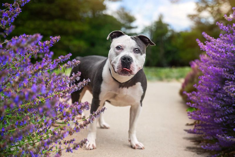 A gray and white dog standing outside near purple flowered bushes 