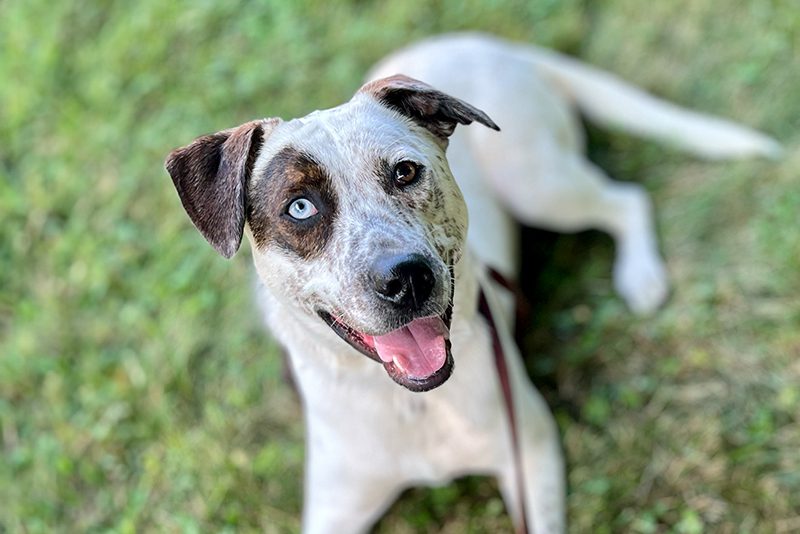 a brown and white dog laying down outside in the grass