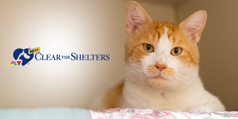 An orange and white tabby cat laying on a blanket