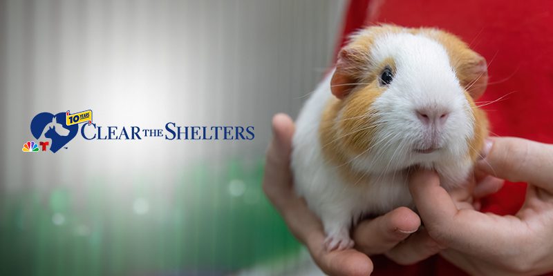 a guinea pig being held by someone