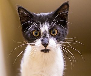 a black and white kitten