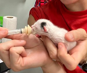 a person smiling, feeding a small kitten through a syringe. 