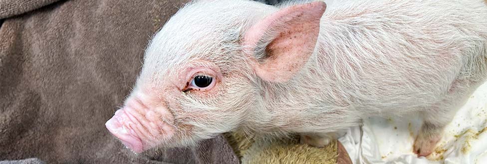 ARL Caring For Piglet From Framingham Animal Control - Animal Rescue ...