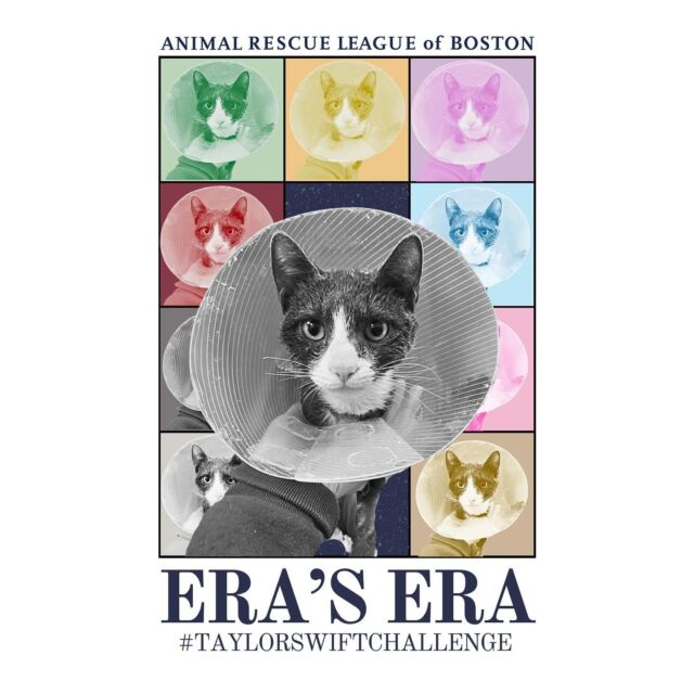 Cats for Adoption Near Boston, MA